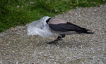 Kråke 2