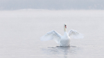 Beautiful swan