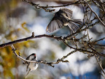 Fight or flight