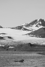 En dukkert på Svalbard