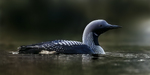 By a pond in the deep forrests