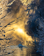 Svaner i vinterlandskap