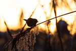 solnedgang i sivene