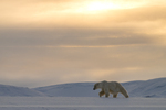 Dronningen av Svalbard