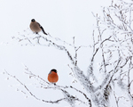 Herr og fru Dompapp