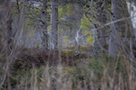 Stille i skogen