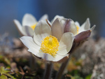 Vårblomst