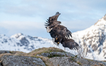 Flying Fight