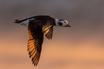 Flight in the golden light