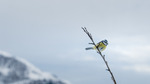 Blåmeis i winterblå