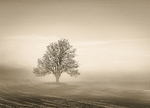 Ask i morgendis