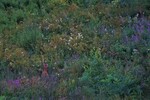 Skjult i blomsterengen