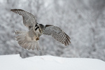 Eye on the prey