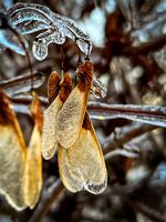 Frosne "neser"