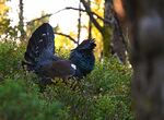 Tiur i varm høstskog