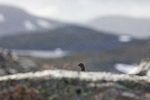 Titt tei Jotunheimen