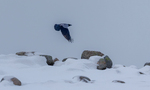 Vinter Flukt