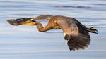Heron