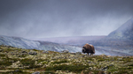 Moskus i høstfjellet