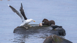 Hvem får fisken?