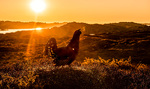 Rakkelhane i solnedgang