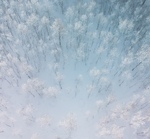Frost i bjørkeskogen