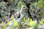 Strandsnipe
