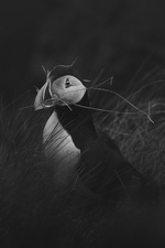 Isolasjonsjakt