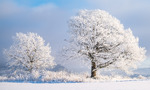 Frozen