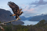 Kongeørn i fjordlandskap.