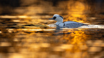 Gullgutten