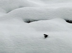 Fossekallen i en snøtung foss