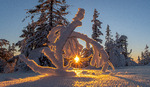 Solgull i vinterland