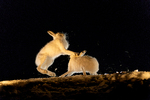 Harekamp