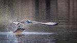 The Osprey