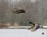 Fly away with me honey, fly away from the snow