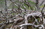 Kystregnskog 