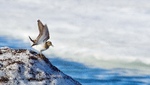 Temmincksnipe