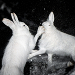 Harejabb