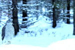 Hønsehauk