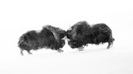 Impact