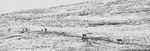 Villrein på trekk
