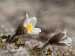 Vårens vakreste blomst