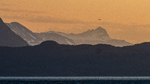 Seagull in Midnight Sun