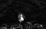 Sovende strandsnipe
