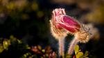 Mogop Pulsatilla vernalis at Dovre