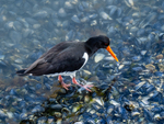 Walking on the dinner plate