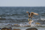 Lappspoven's siste reise