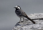 Linerla poserer
