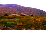 Moskuser ved Dovre